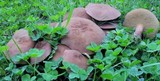 Bothia castanella image
