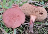 Bothia castanella image