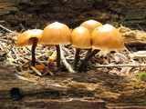 Kuehneromyces lignicola image
