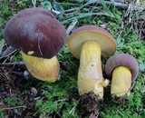 Boletus auripes image