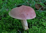 Boletus illudens image