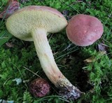 Boletus illudens image