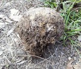 Scleroderma polyrhizum image