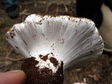 Cortinarius magnivelatus image
