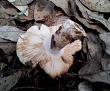 Russula cyanoxantha image