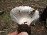 Cortinarius magnivelatus image