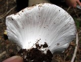Cortinarius magnivelatus image