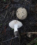 Amanita pruittii image