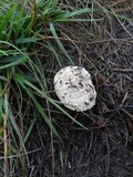 Amanita pruittii image