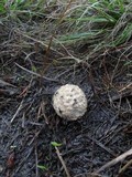 Amanita pruittii image