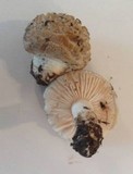Amanita pruittii image