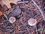 Hebeloma sacchariolens image