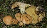 Suillus caerulescens image