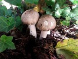Agaricus moelleri image