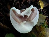 Agaricus moelleri image