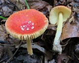 Amanita parcivolvata image
