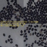 Panaeolus antillarum image