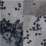 Panaeolus antillarum image