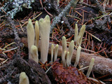 Clavariadelphus ligula image