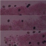 Panaeolus antillarum image