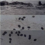 Panaeolus antillarum image