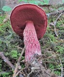 Butyriboletus frostii image