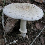 Amanita multisquamosa image