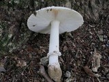 Amanita multisquamosa image