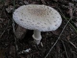 Amanita multisquamosa image