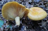 Lactarius croceus image