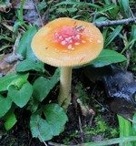 Amanita parcivolvata image