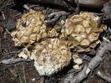 Calvatia sculpta image