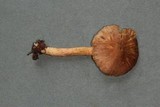 Inocybe obscurobadia image