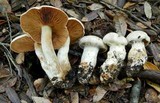 Cortinarius niveoglobosus image