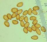 Cortinarius niveoglobosus image