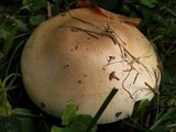 Hebeloma crustuliniforme image
