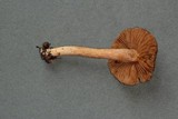 Inocybe obscurobadia image