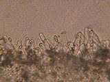 Inocybe obscurobadia image