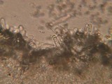 Inocybe obscurobadia image