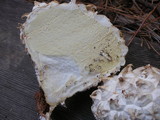 Calvatia sculpta image