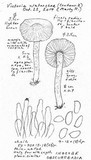 Inocybe obscurobadia image