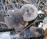 Tricholoma terreum image