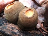 Galiella rufa image