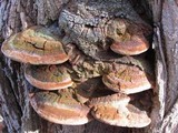 Phellinus robiniae image