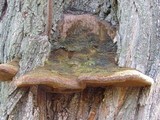 Phellinus robiniae image
