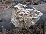 Irpex lacteus image