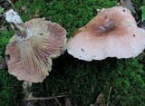 Hygrophorus russula image