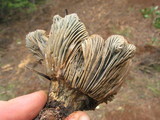 Hygrophorus caeruleus image