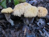 Clavariadelphus truncatus image
