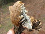 Hygrophorus caeruleus image